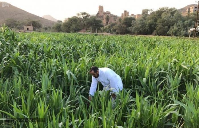 التسجيل في برنامج ريف الإلكتروني لدعم المزارعين - سعودية نيوز