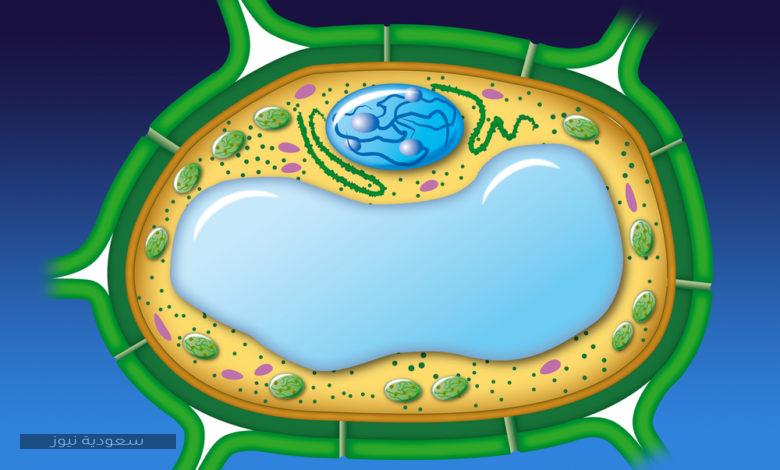 وظائف الغشاء البلازمي والجدار الخلوي في الخلية النباتية