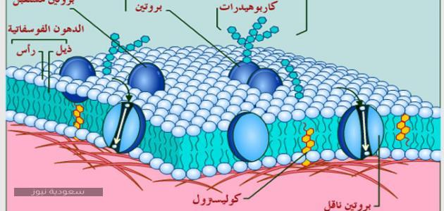 وظائف الغشاء البلازمي والجدار الخلوي في الخلية النباتية 
