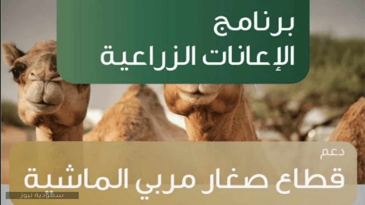 متى تُصرف إعانة مربي الماشية 1442؟ وزارة الزراعة السعودية
