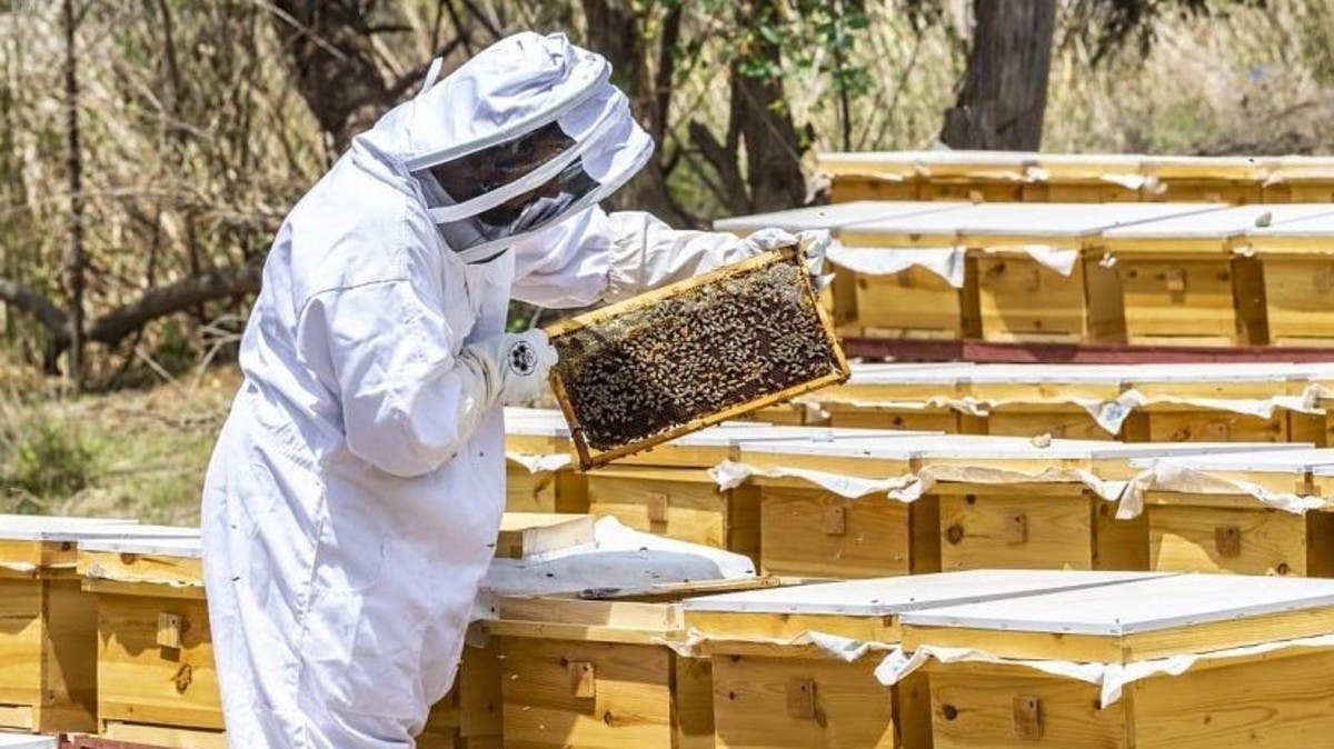 شروط لطلب تمويل مربي النحل في السعودية 1442 وكيفية التقديم على القرض