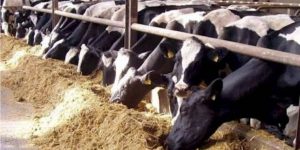 أسباب ارتفاع أسعار الماشية في السعودية