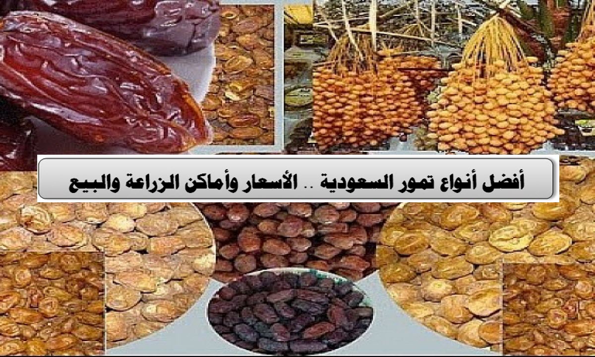 أفضل أنواع تمور السعودية .. الأسعار وأماكن الزراعة والبيع