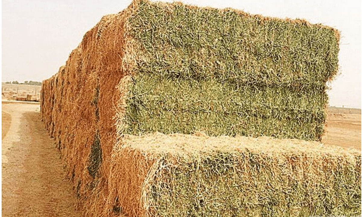 وزارة البيئة تقرر منع استخدام القمح والدقيق في إنتاج علف المواشي وتعلن عن عقوبات رادعة للمخالفين