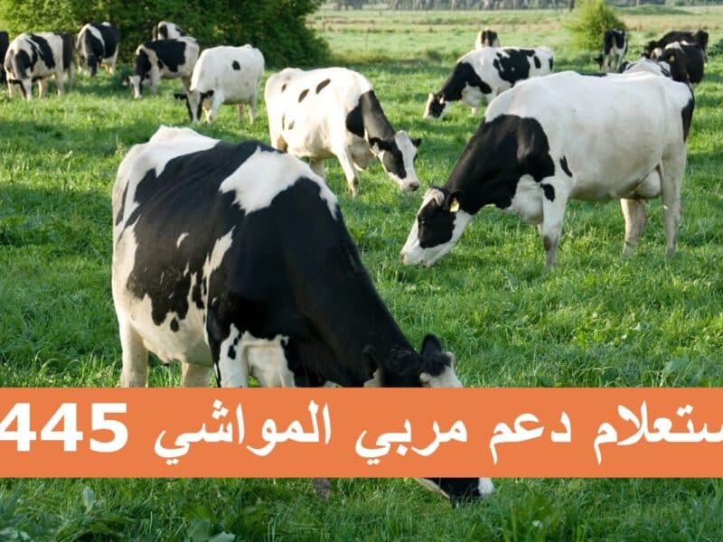 وزارة البيئة والزراعة توضح كيفية استعلام دعم مربي المواشي 1445 في السعودية